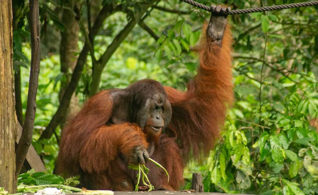 Wildlife Adventures in Sabah